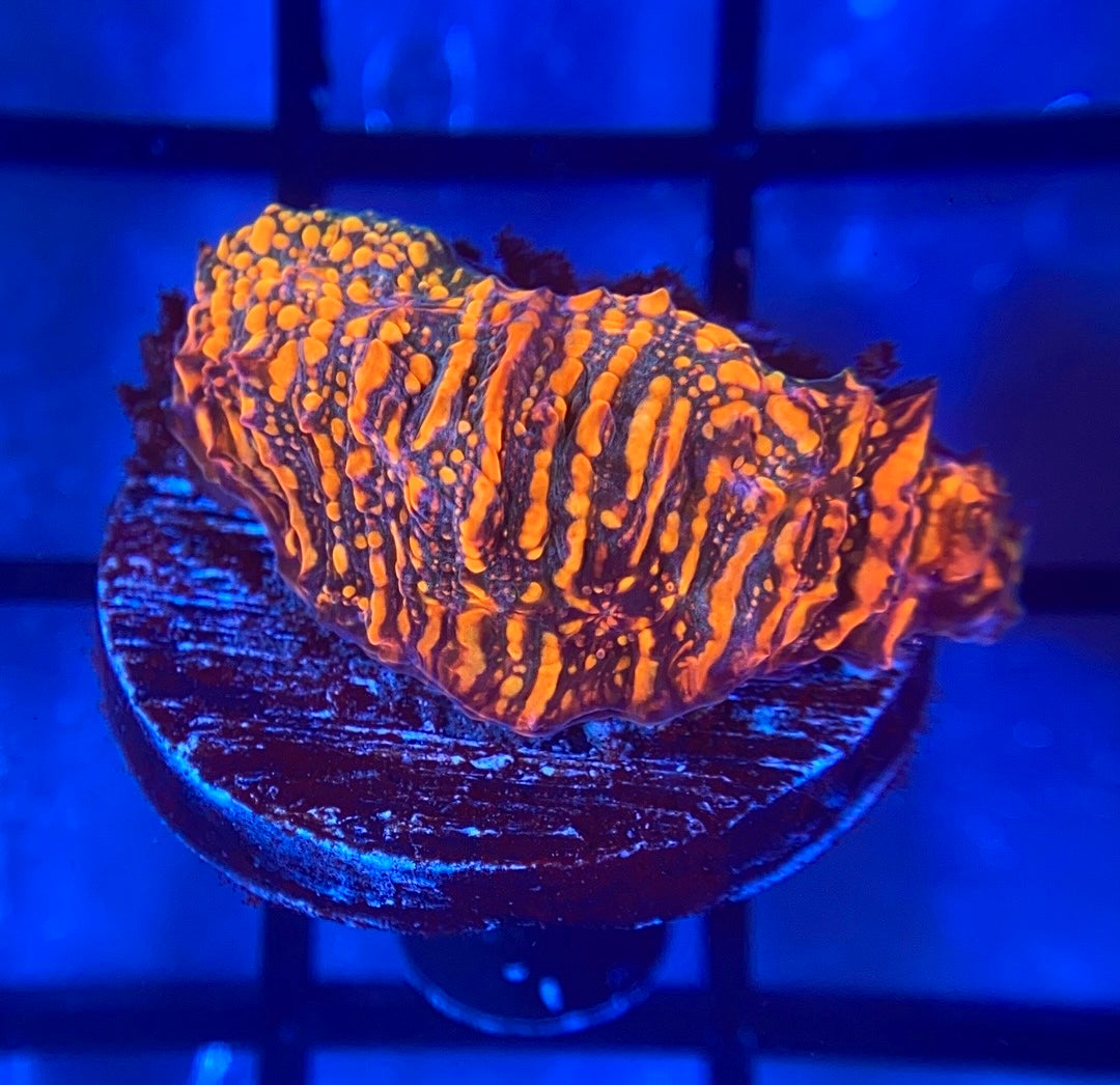 CC Cloudberries Chalice