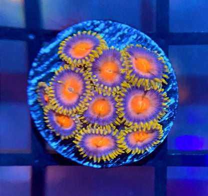 CC Laser Lemons