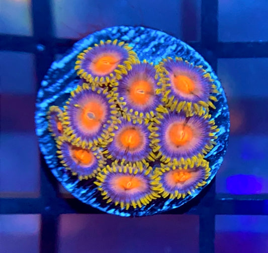 CC Laser Lemons