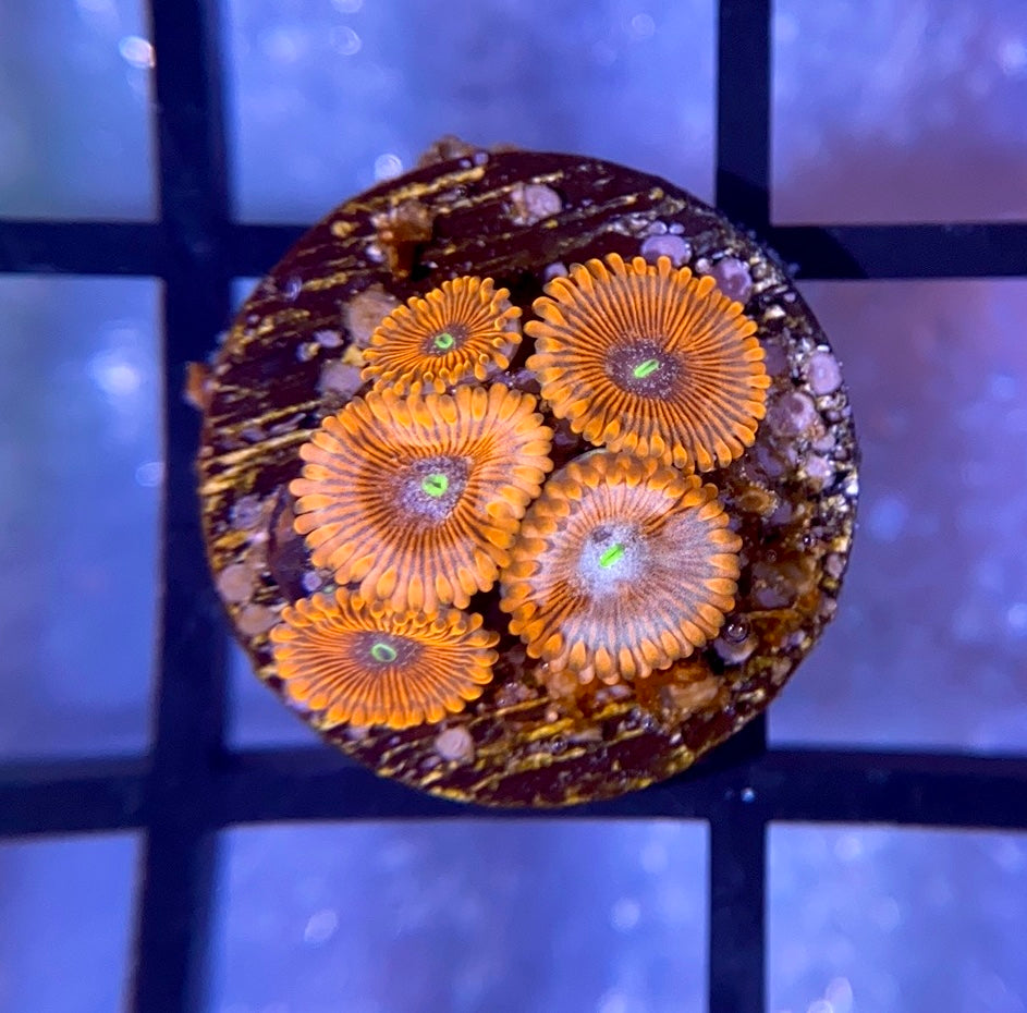 Magician Zoas
