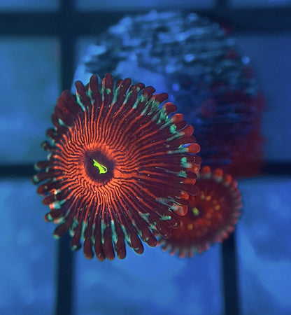 Salted Agave Zoas