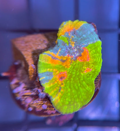 CCA Crayola Meltdown Chalice