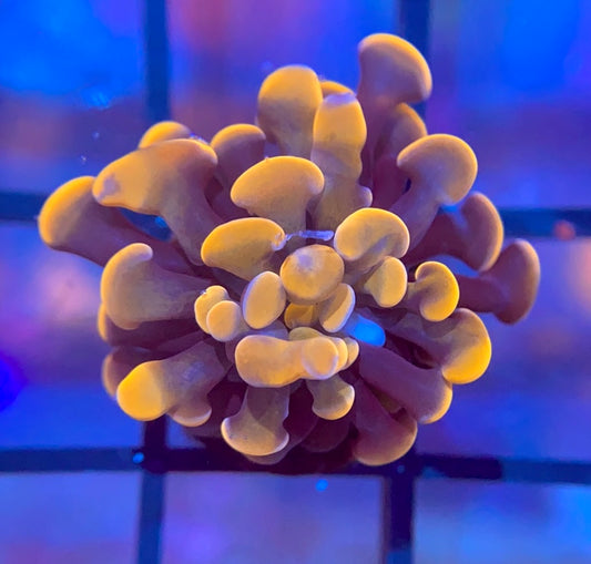 RRG Cinnamon Swirl Hammer