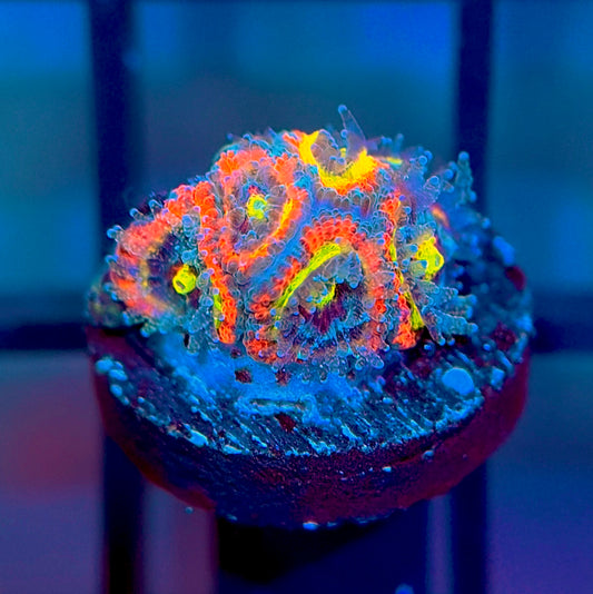 Holy Grail Micromussa