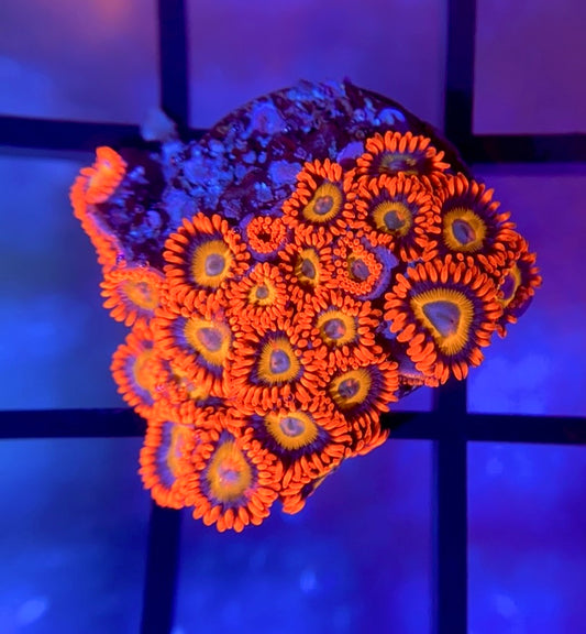 Blue Eyed Blonde Zoas