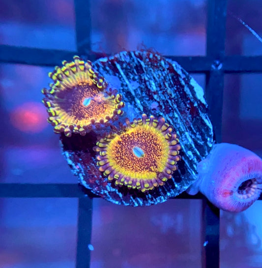 HR Death Star Zoas