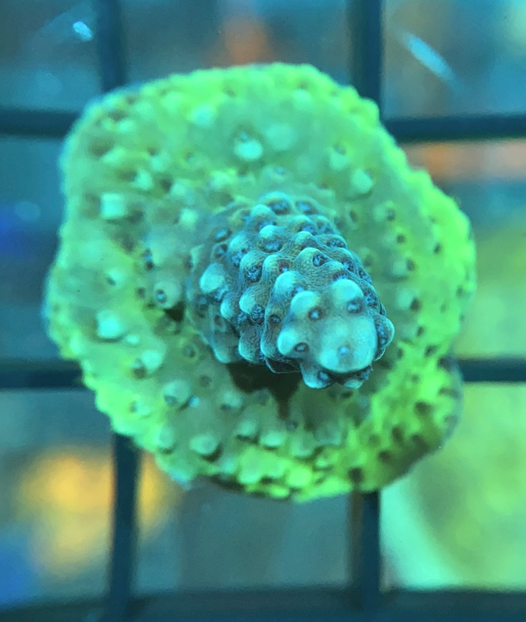RRG Blueberry Blast Acro