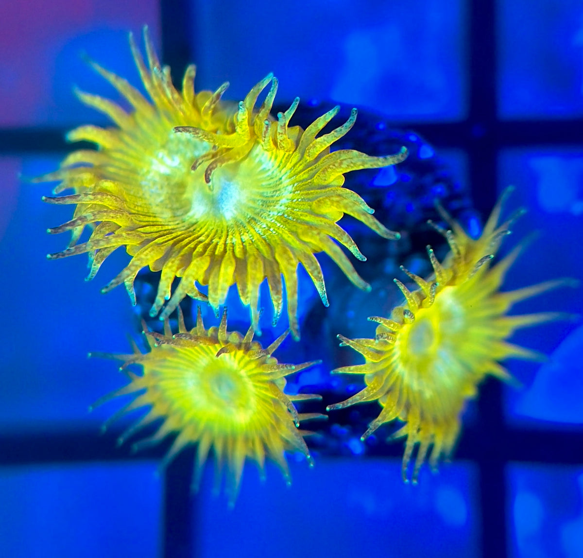 Yellow Glitter Palyzoa