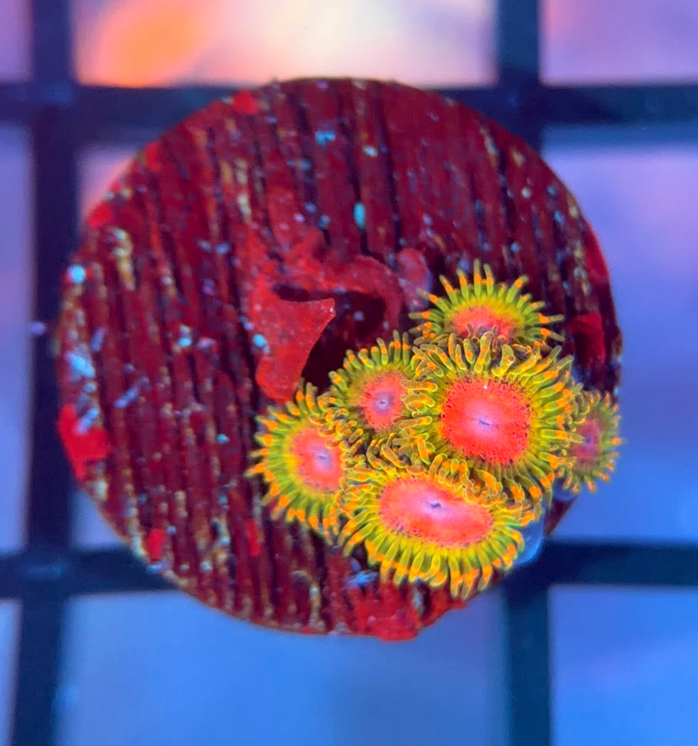 Awesome Blossom Zoas