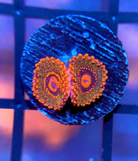 JF Azz Krak Zoas