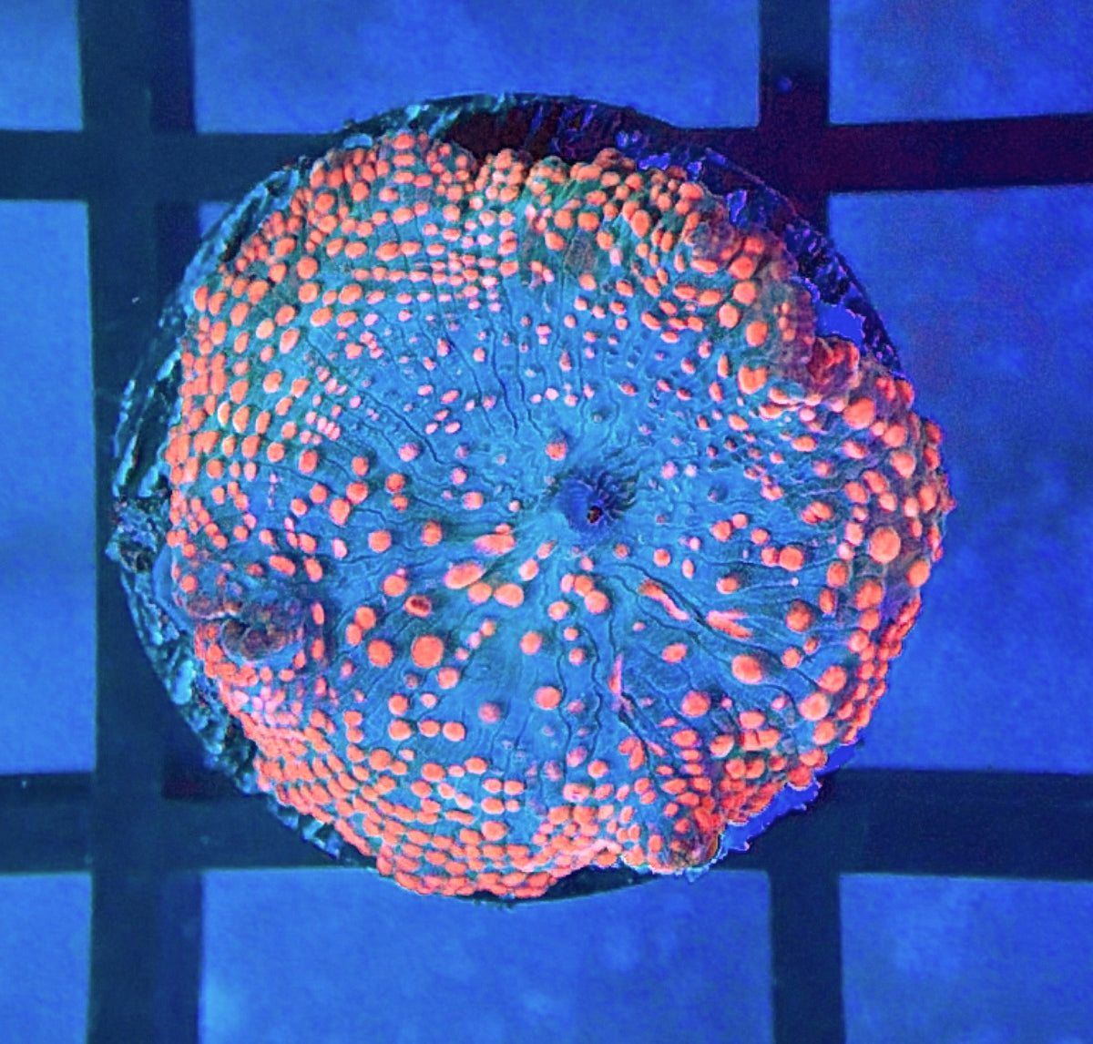 CB Bubbleyum Bounce Discosoma