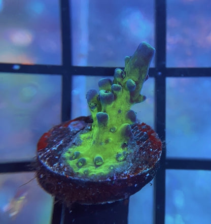 Cali Tort Acropora