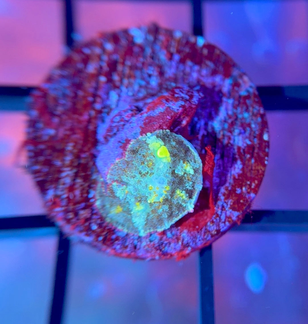 RRG Biohazard Bounce Mushroom