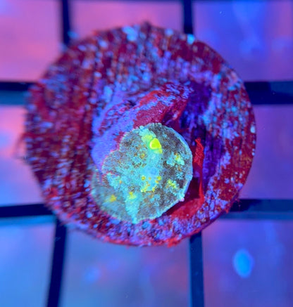 RRG Biohazard Bounce Mushroom