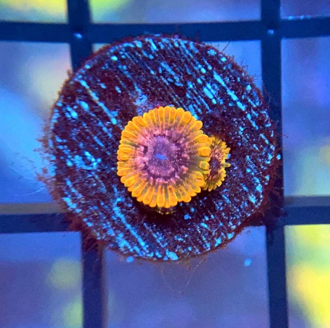 JF Acid Reflux Zoas