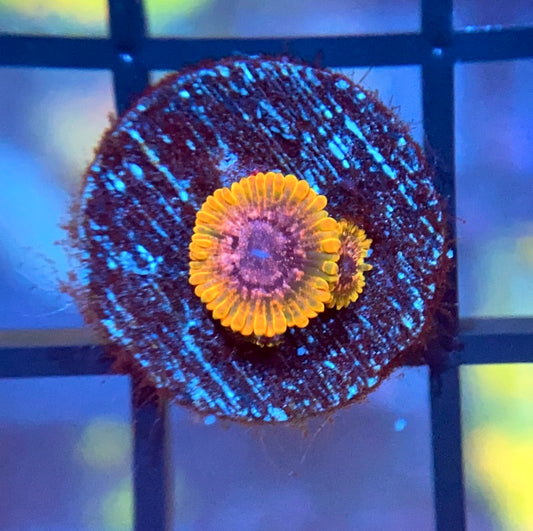 JF Acid Reflux Zoas