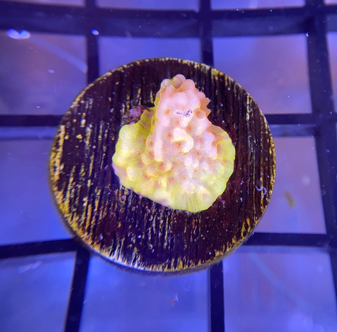 RRG Guy Fieri Montipora