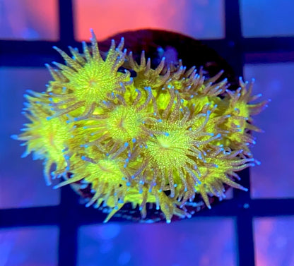 RRG Leprechaun Dust Glitter Goni