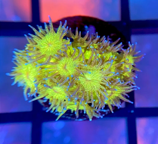 RRG Leprechaun Dust Glitter Goni