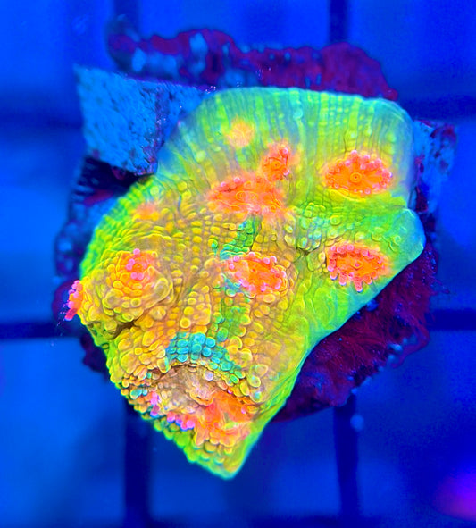 CCA Crayola Meltdown Chalice