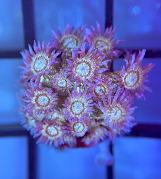 RRG Purple Glitter Goni