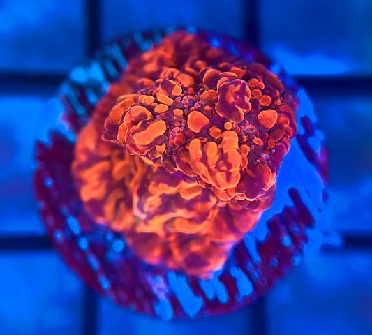 CC Cloudberries Chalice