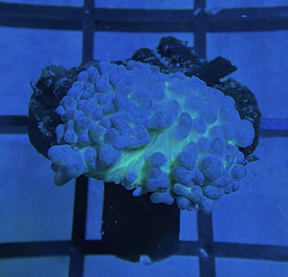 RRG Lemonade Bounce Mushroom