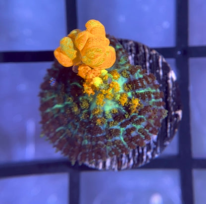 Powerball Bounce Mushroom