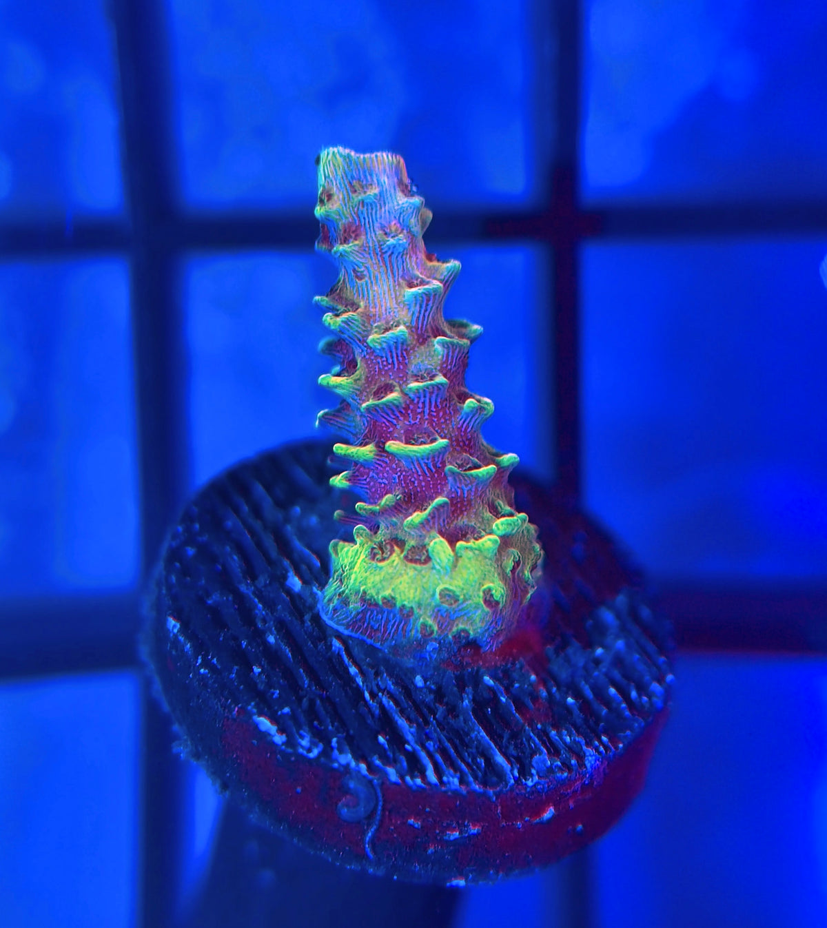 RRC Rainbow Splice Mille