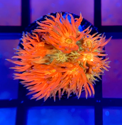 RRG Eternal Flame Goni