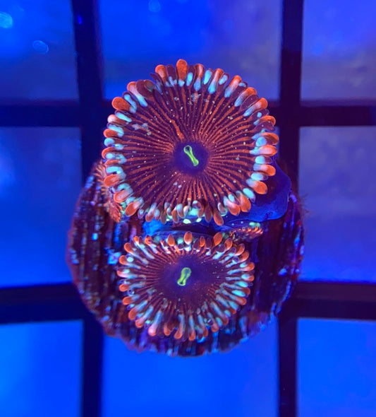 Salted Agave Zoas