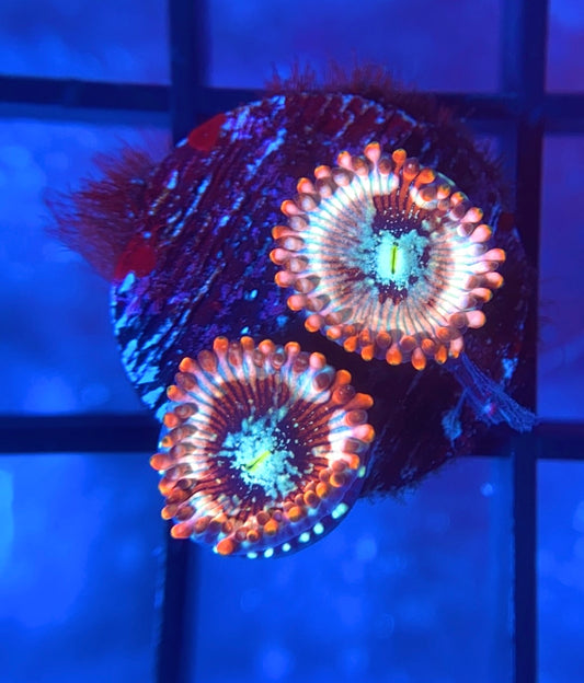 White Zombie Zoas