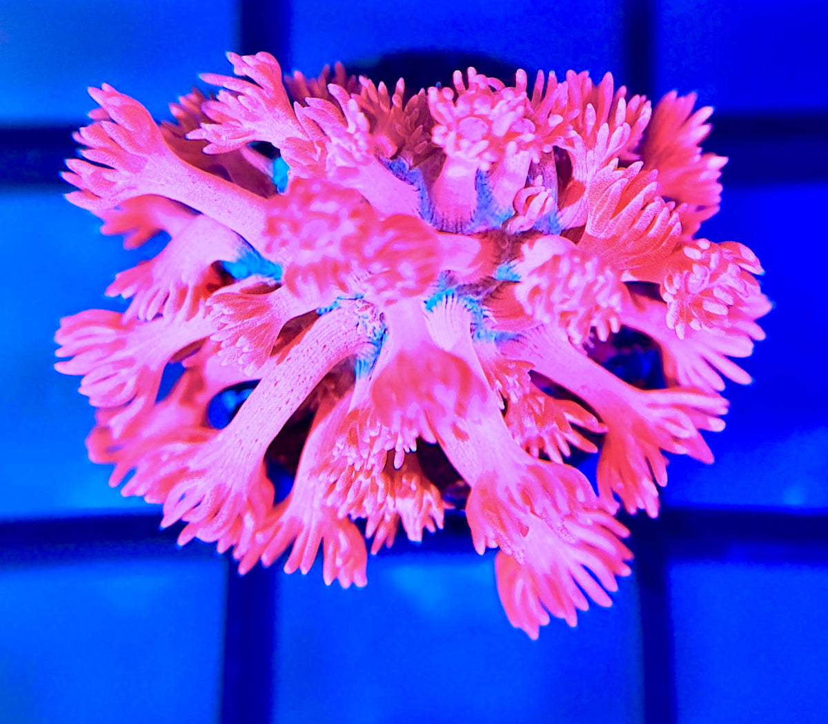 RRG Pink Princess Goni