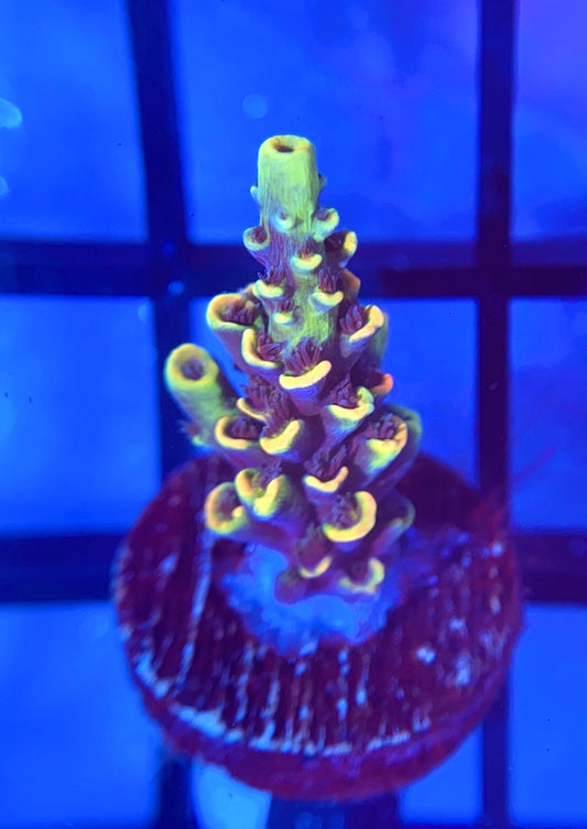 BKCHEM Fruit Loops Tenuis