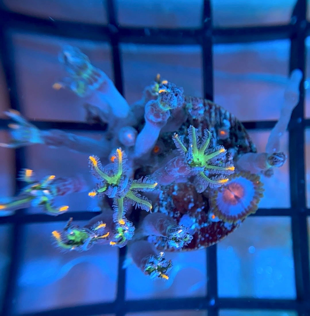 TSA Firework Clove Polyps