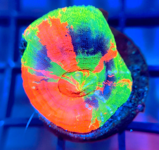 Aquacultured Master Scolymia