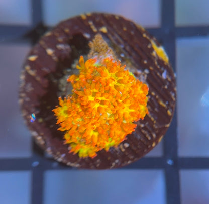 TSA Fairy Dust Glitter Goni