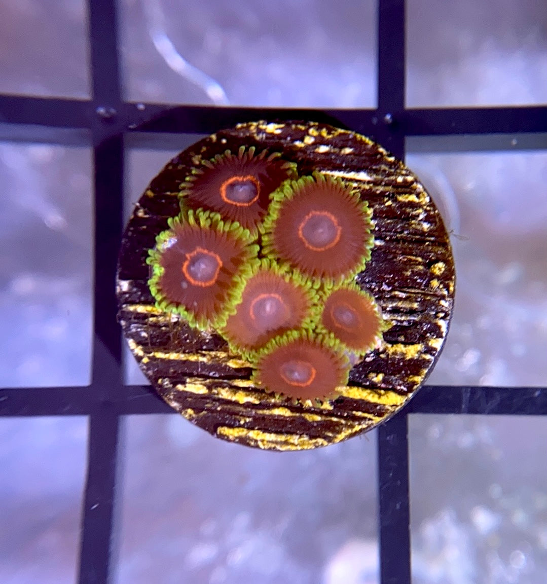 WWC Purple Heart Zoas