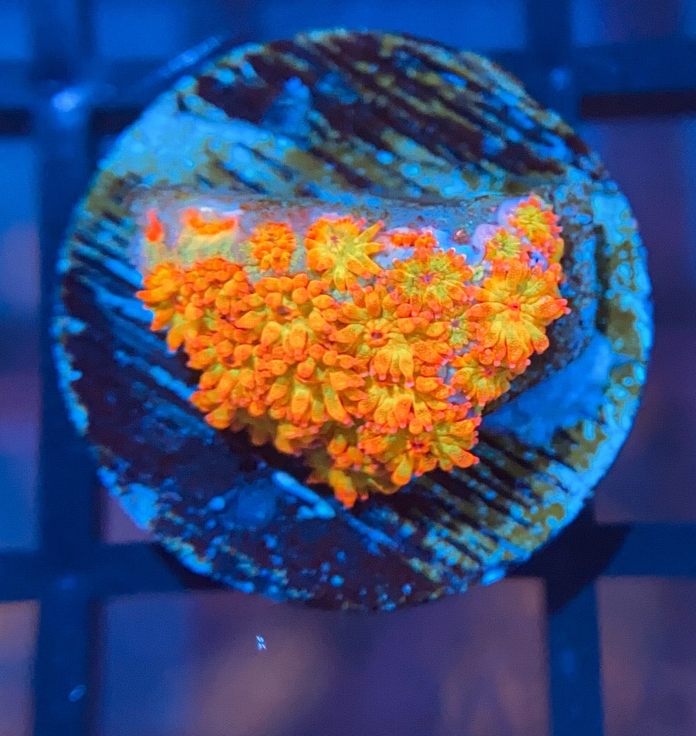 TSA Fairy Dust Glitter Goni