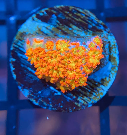 TSA Fairy Dust Glitter Goni