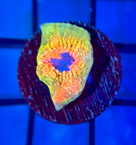 CCA Crayola Meltdown Chalice