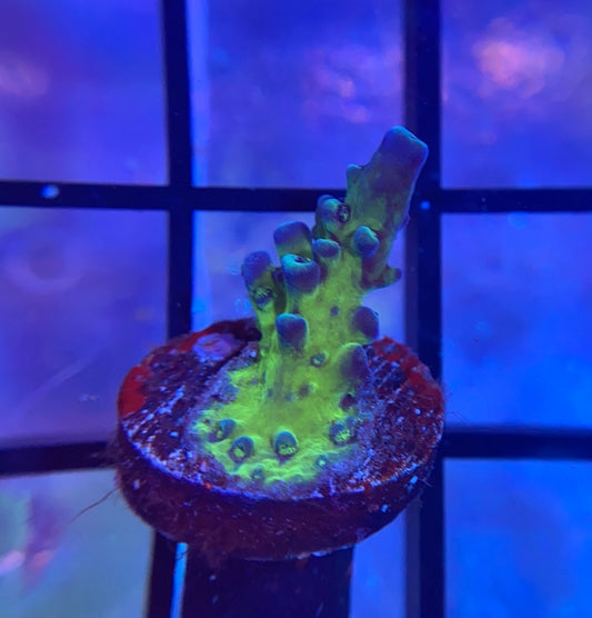 Cali Tort Acropora