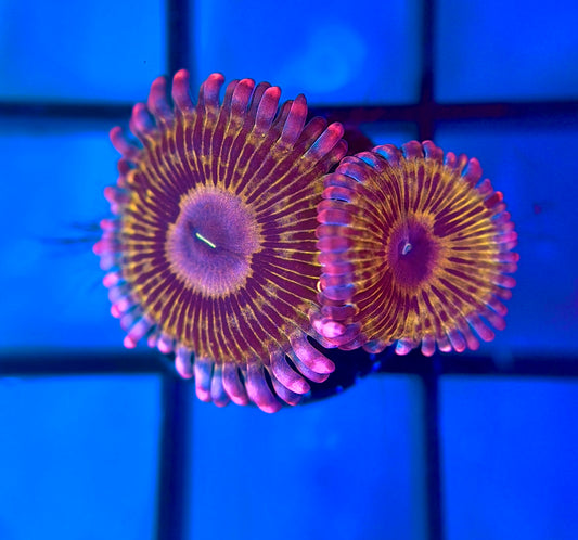 Llama Snack Zoa