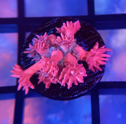 RRG Pink Princess Goni