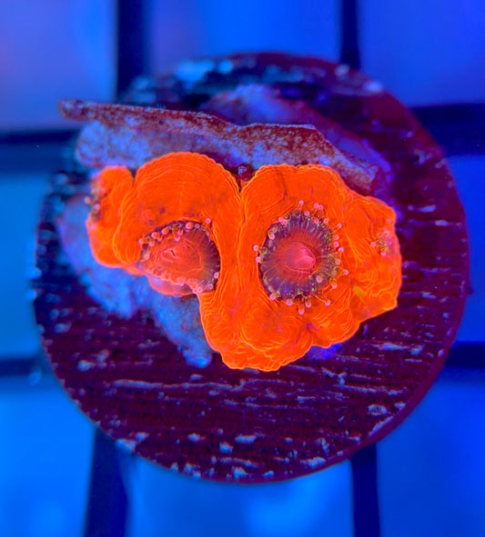 SniperSPS (Hugo's) Rainbow Bowerbanki