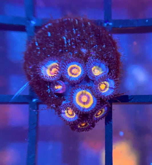 OG Wolverine Zoas