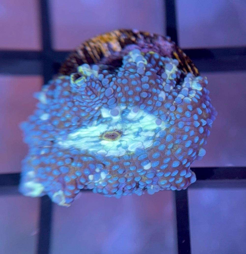 Poseidon Discosoma