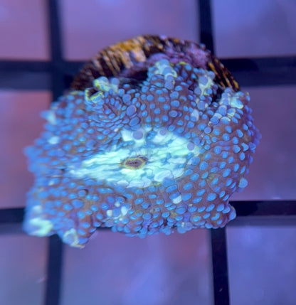 Poseidon Discosoma