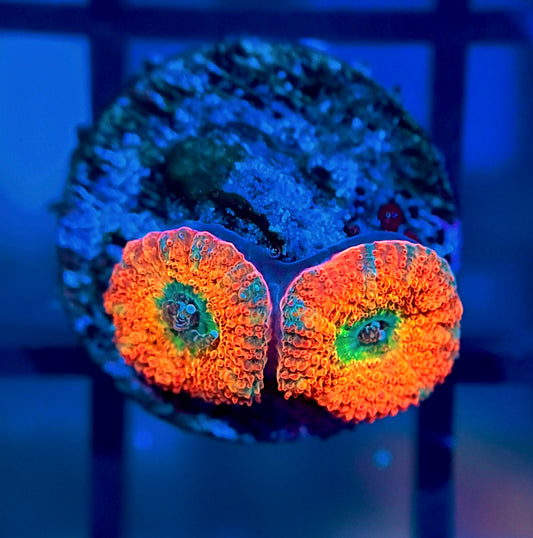 ECC Rainbow Road Micromussa