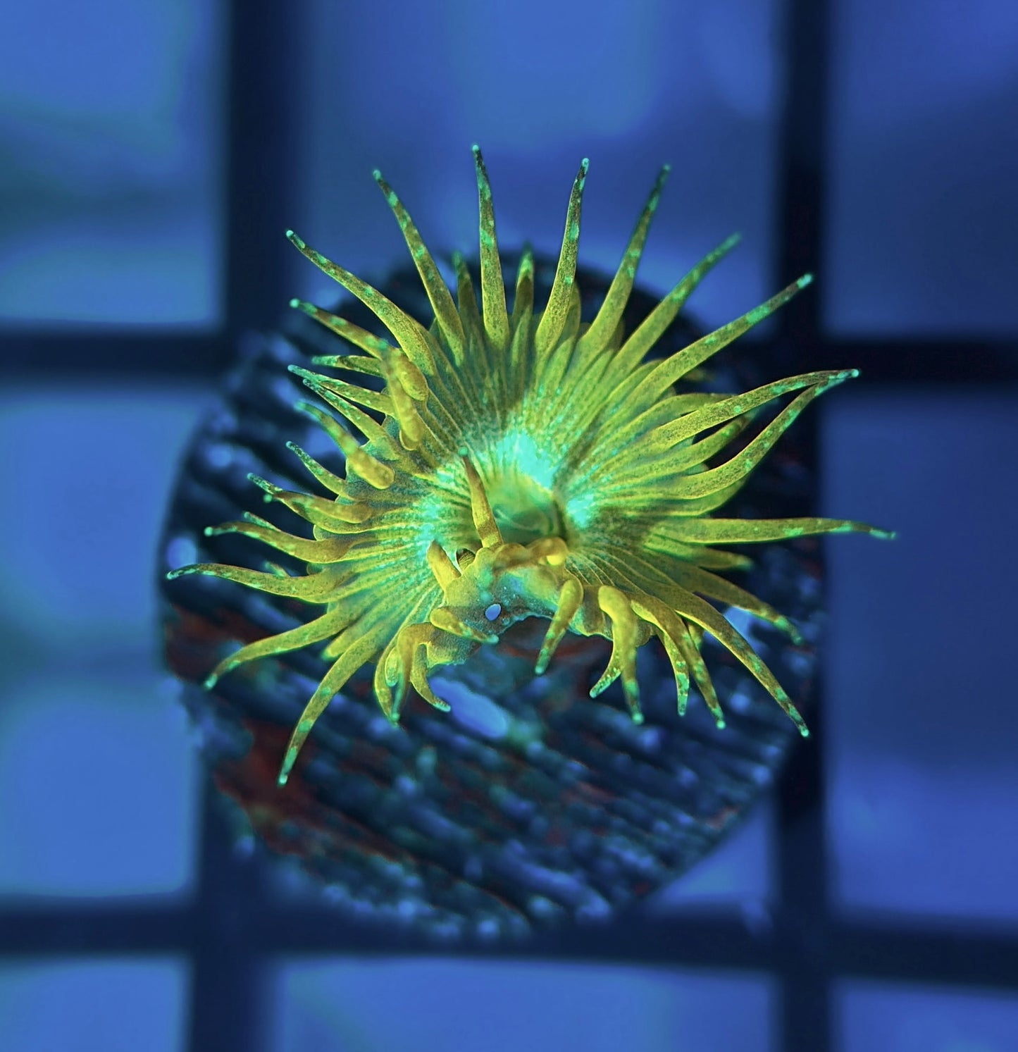 Yellow Glitter Palyzoa